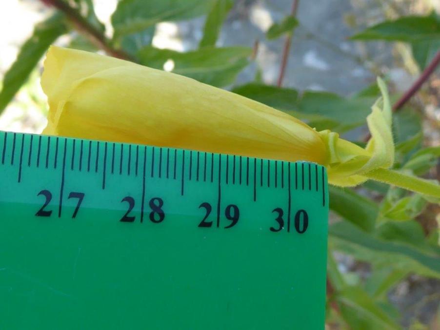 Oenothera (3).jpg