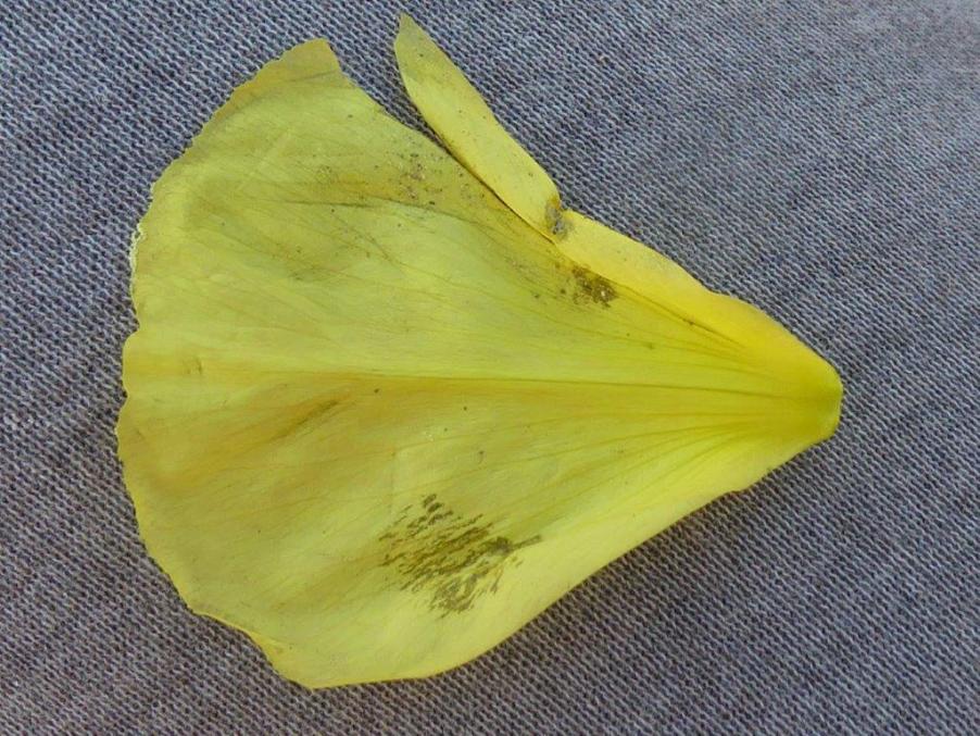 Oenothera (4).jpg