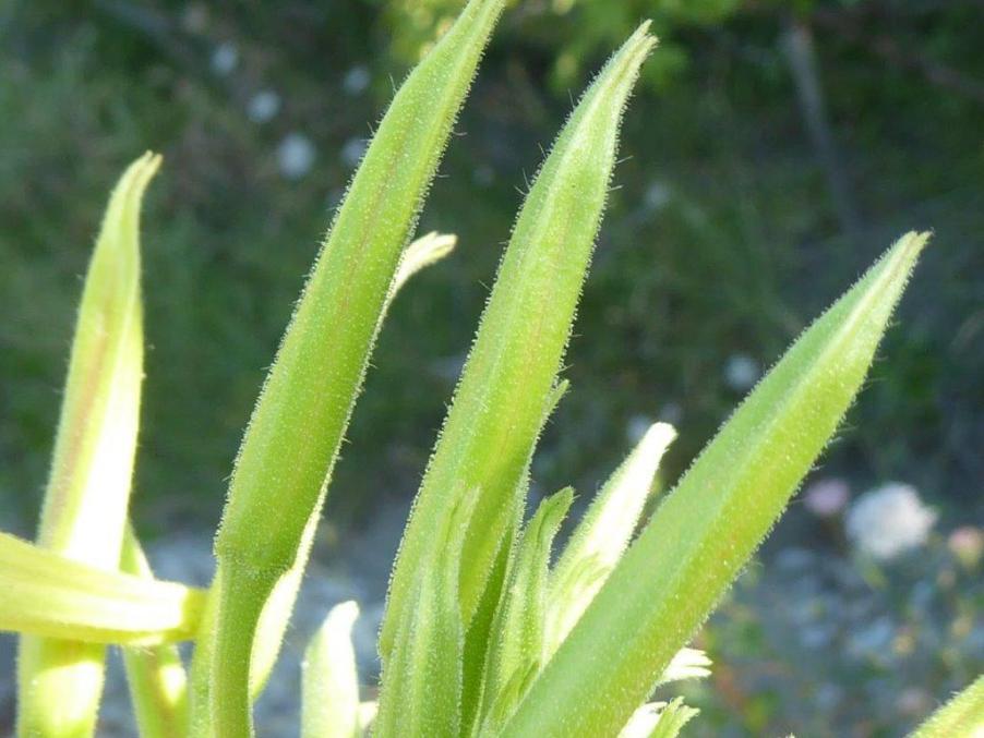 Oenothera (7).jpg