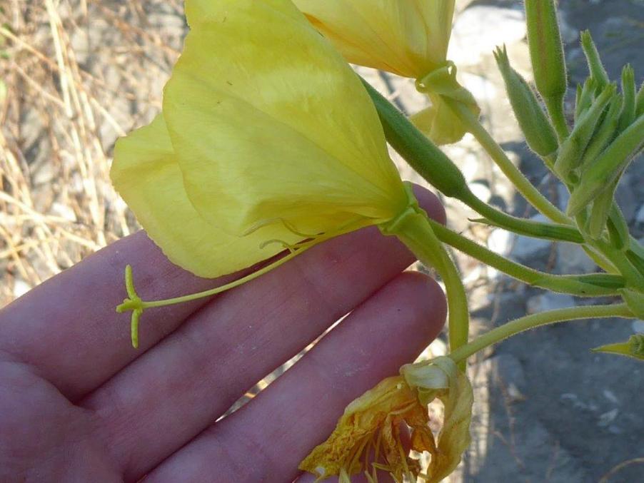 Oenothera (10).jpg
