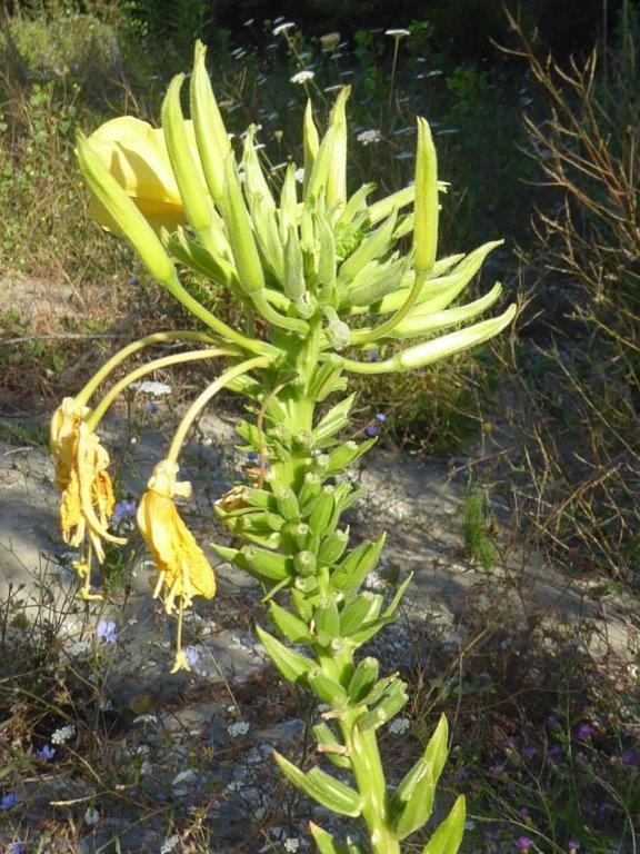 Oenothera (11).jpg