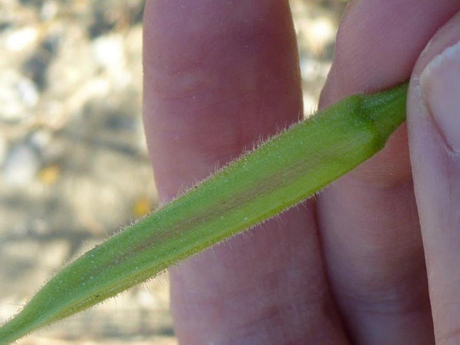 Oenothera (12).jpg