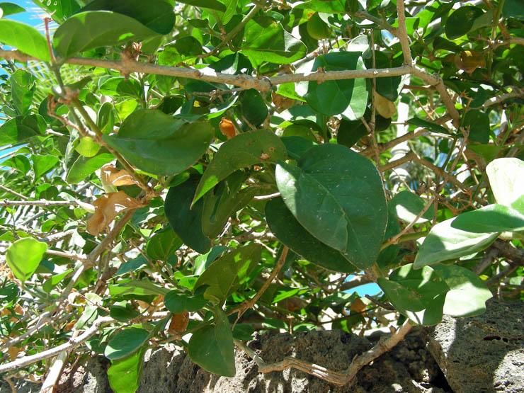 Jasminum sambac (6).JPG
