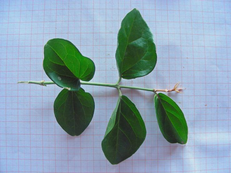 Jasminum sambac (10).JPG