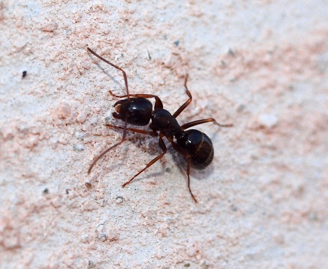 Camponotus piceus (Leach, 1825) {A 120} {A 1104}