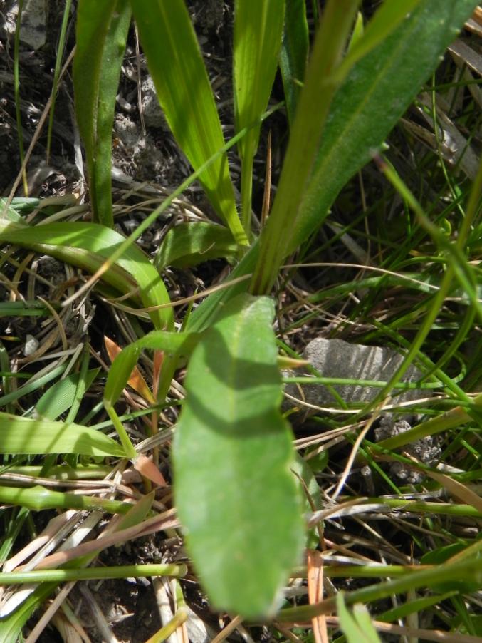 Leucanthemum sp. - Monte Bicco - sent. 271 9-8-2023 (232).JPG