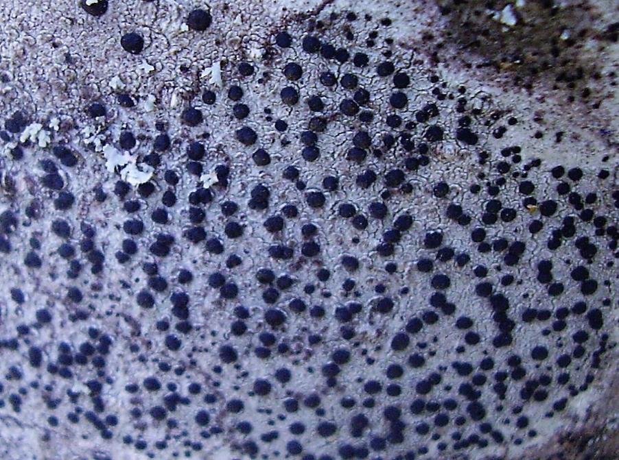 Lecidella elaeochroma (Ach.) M. Choisy var. eleocroma- conf.Nimis- su frassino 31-08-23-34 (2).jpg