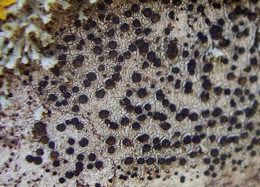 Lecidella elaeochroma (Ach.) M. Choisy var. eleocroma su frassino -conf.Nimis-31-08-23-31 (2).jpg