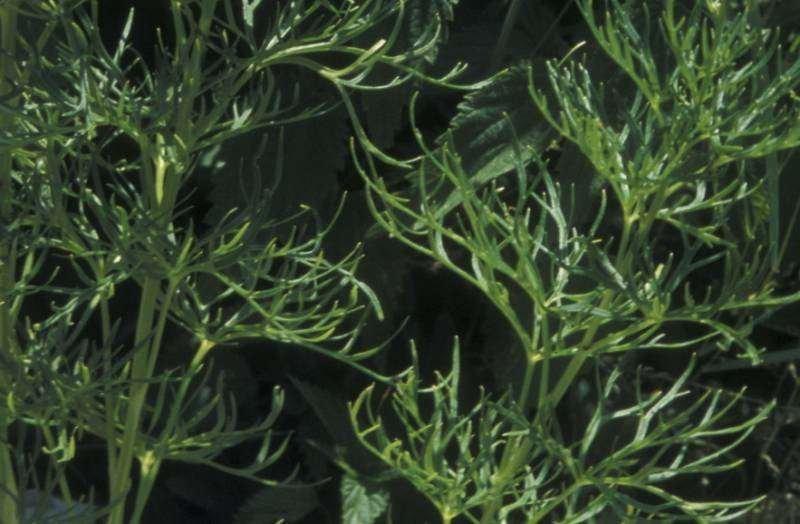 za4.46 (ingr. f.) Aconitum angustifolium cropp.jpg