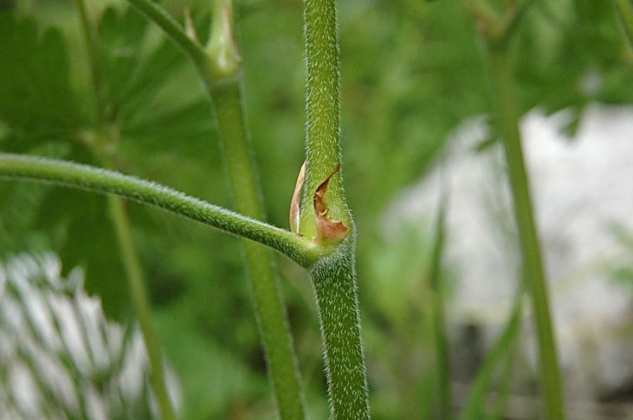 Geranium sylvaticum L.