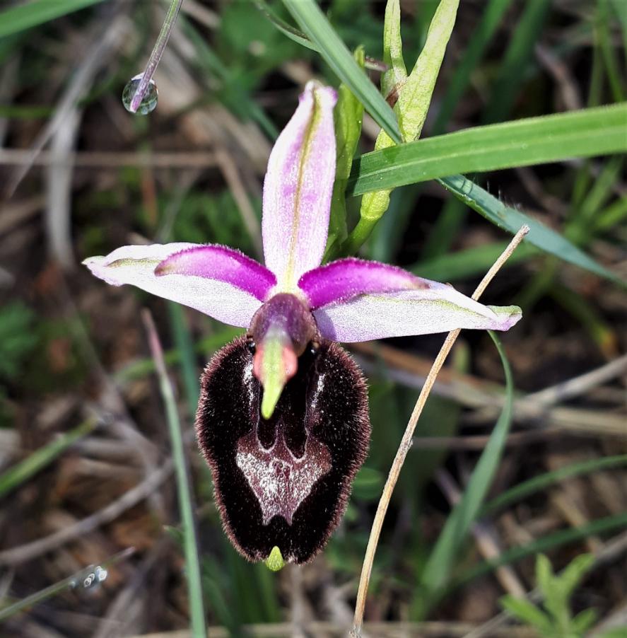 Ophrys bertolonii (1).jpg