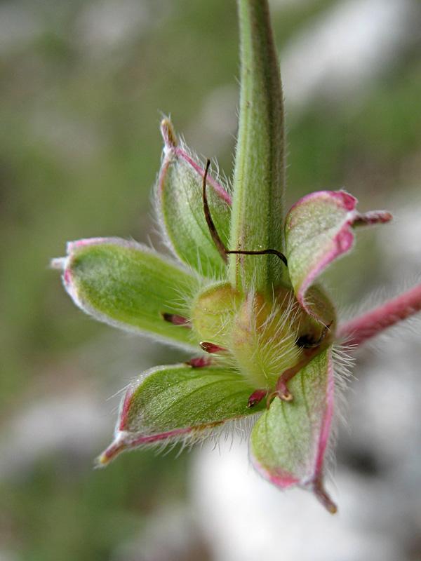 Geranium austroapenninum.jpg