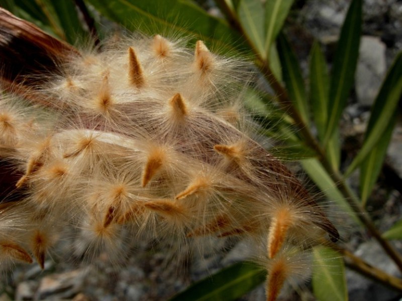 Nerium oleander 1.jpg