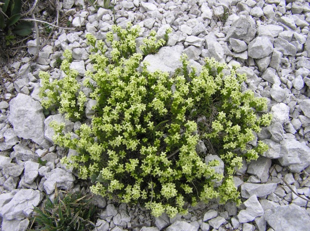 Galium margaritaceum A. Kern.