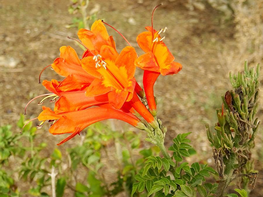 Tecomaria-capensis-6.jpg