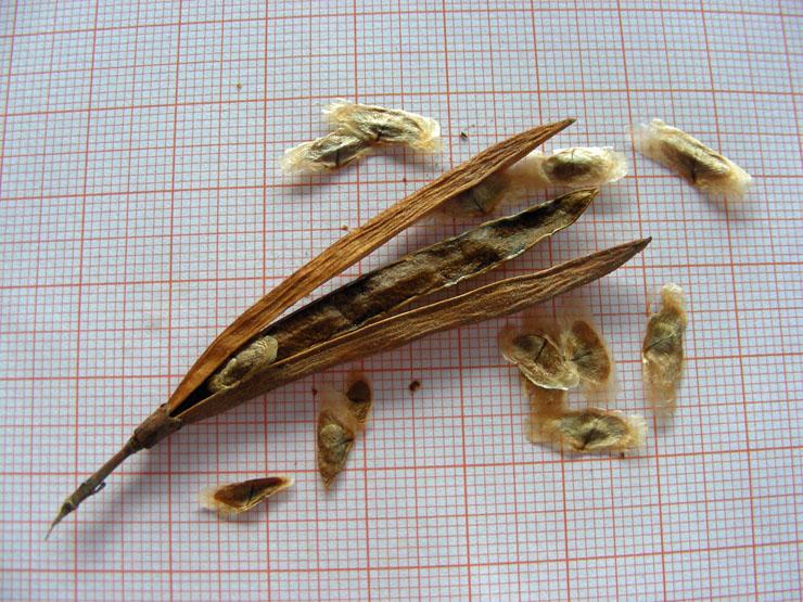 Tecomaria-capensis-12.JPG