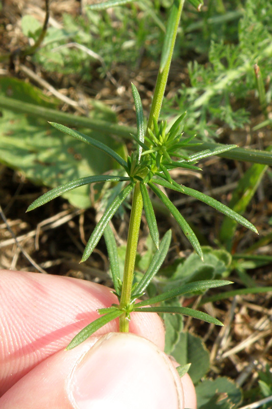 Galium verum L. subsp. wirtgeni