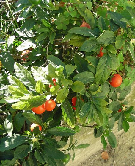 Solanum pseudocapsicum (2).jpg