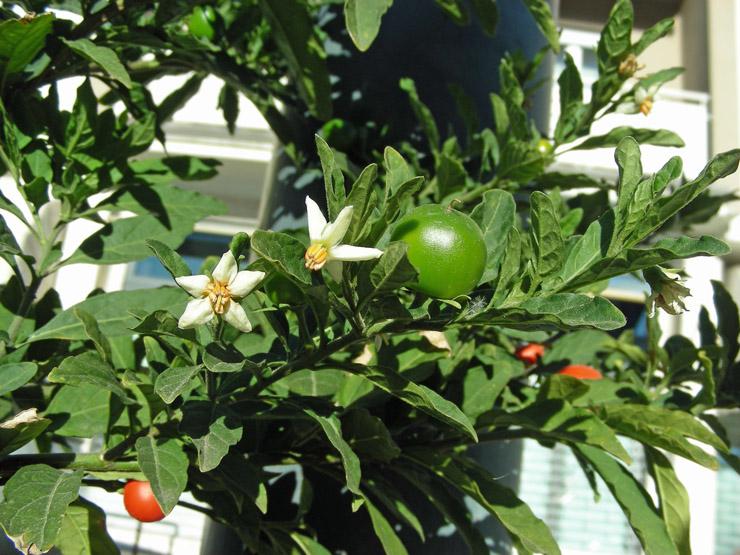 Solanum pseudocapsicum (4).JPG
