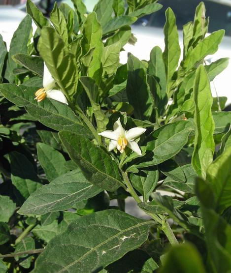 Solanum pseudocapsicum (5).jpg