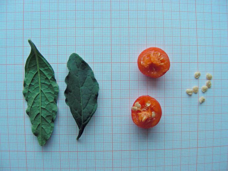 Solanum pseudocapsicum (8).JPG