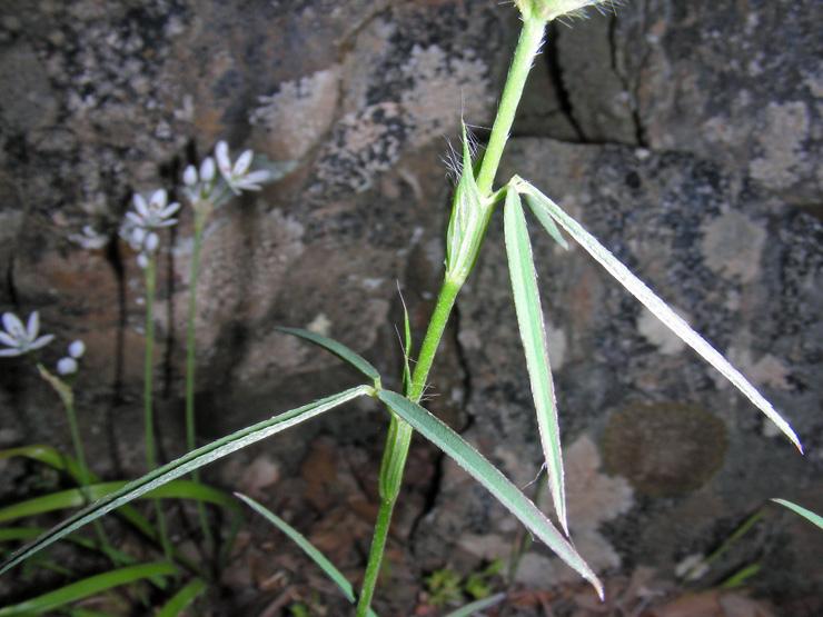 Trifolium angustifolium (5).jpg