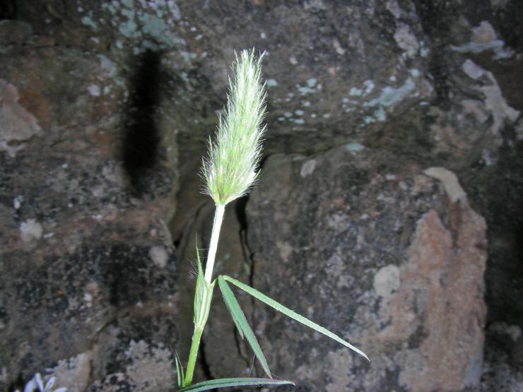 Trifolium angustifolium (6).jpg
