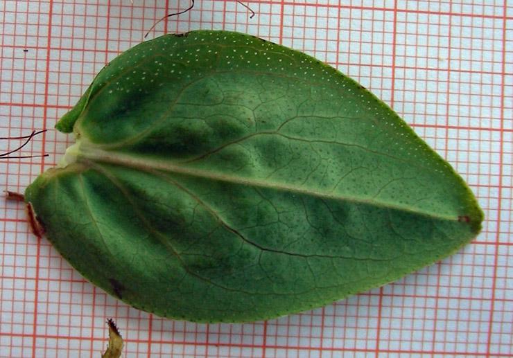 Hypericum perfoliatum (13).jpg