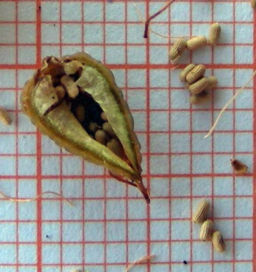 Hypericum perfoliatum (21).jpg