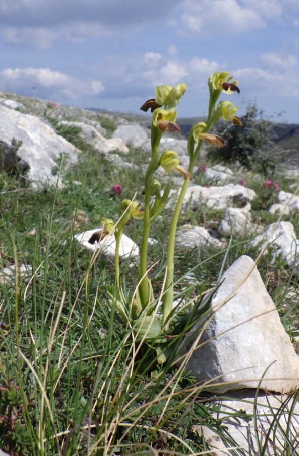 Ophrys funerea Viv. .JPG