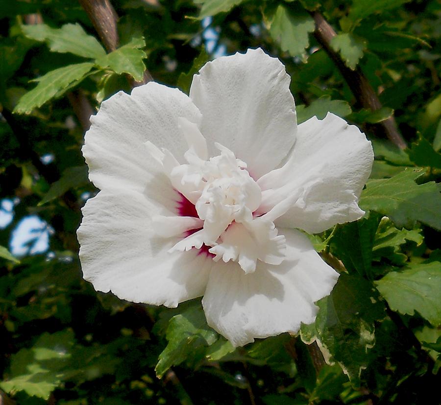 Hibiscus-syriacus-L..jpg