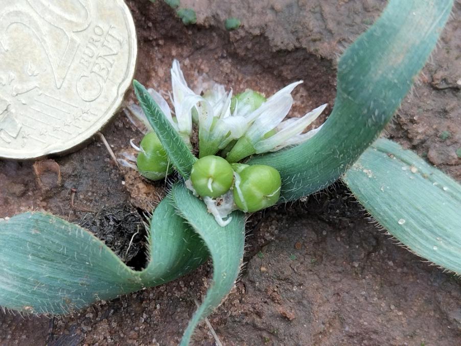 Allium chamaemoly L. - Aglio minuscolo (6).jpg