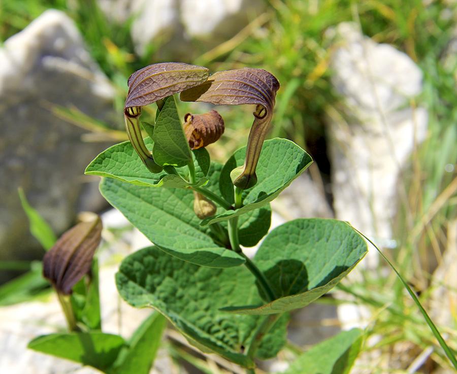 Aristolochia-rotunda-L.-subsp.-rotunda.jpg
