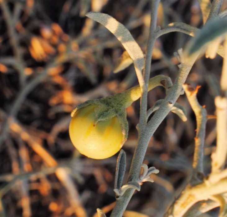 Solanum_elaeagnifolium_15.jpg