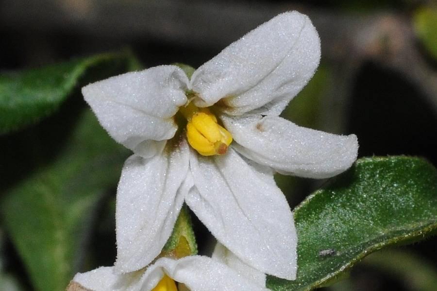 Solanum_chenopodioides_3.jpg