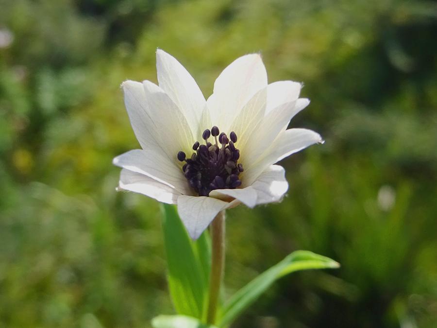 Anemone-hortensis-L.-subsp.-hortensis.jpg