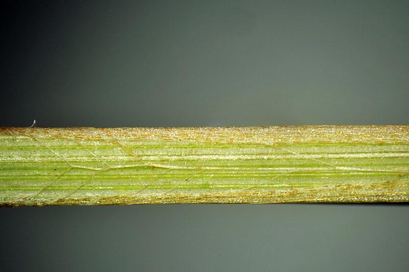 4-Carex buxbaumii-Ennio Cassanego.jpg
