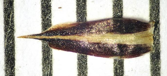5-Carex buxbaumii-Ennio Cassanego.jpg
