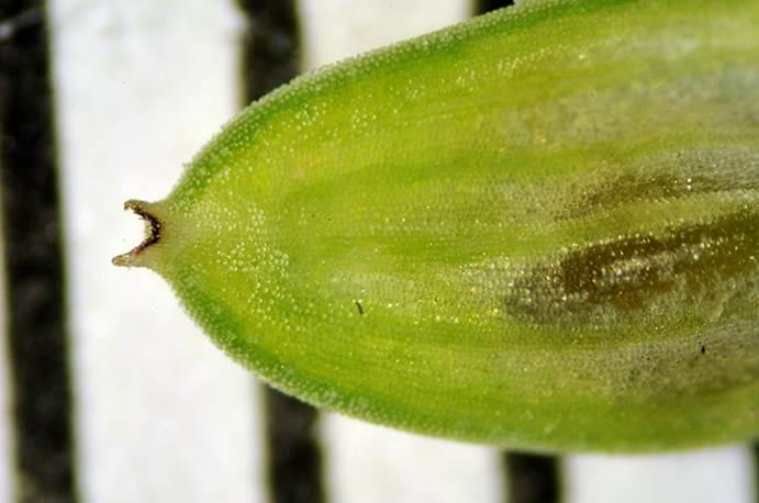 6-Carex buxbaumii-Ennio Cassanego.jpg