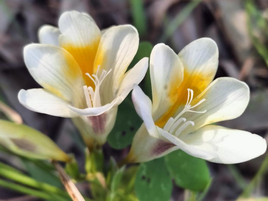 Freesia leichtlinii Klatt subsp. alba (G.L.Mey.) J.C.Manning & Goldblatt – Iridaceae - Fresia bianca (7).jpg