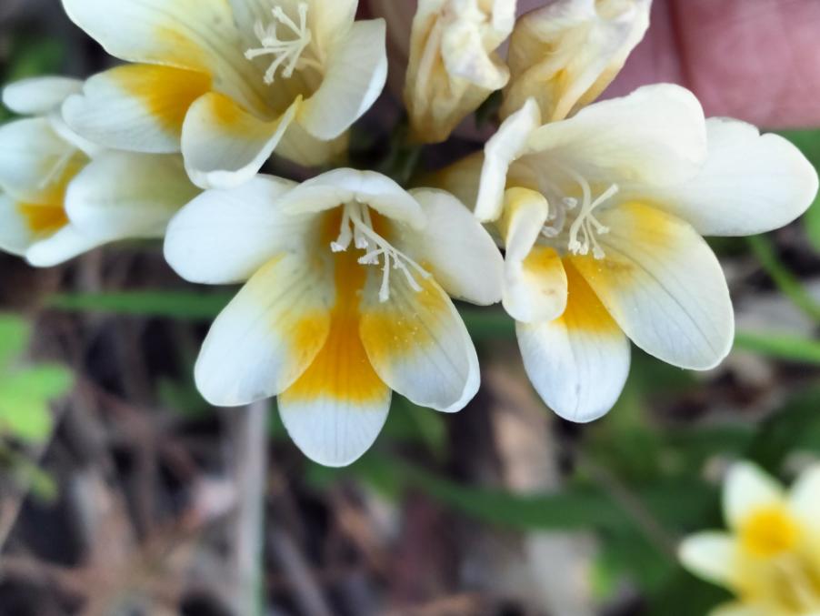 Freesia leichtlinii Klatt subsp. alba (G.L.Mey.) J.C.Manning & Goldblatt – Iridaceae - Fresia bianca (4).jpg