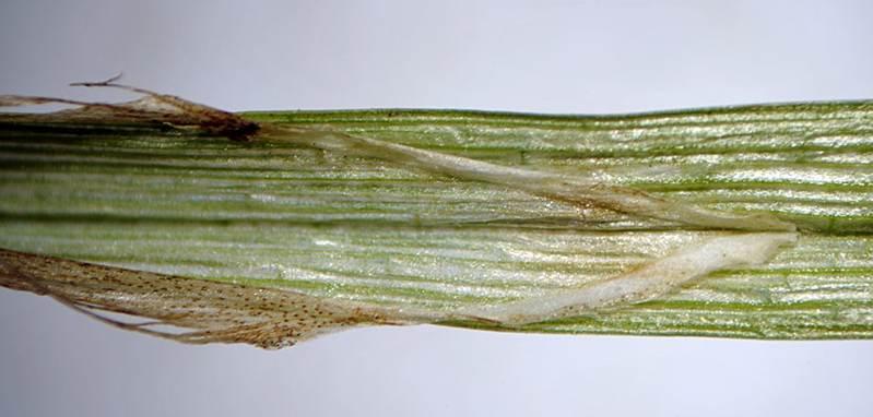 4-Carex hartmaniorum-Ennio Cassanego5.jpg