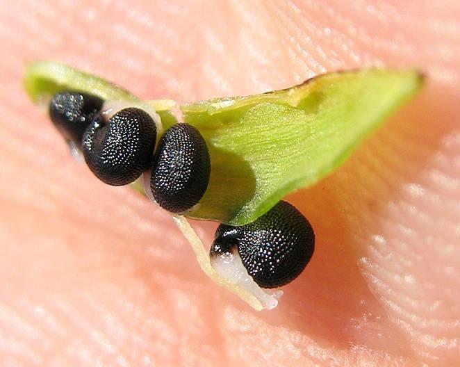 Pseudofumaria-alba-2.jpg