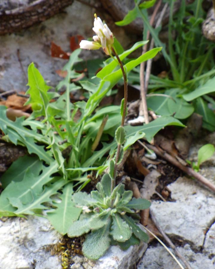 Arabidopsis thaliana (L.) Heynh..JPG