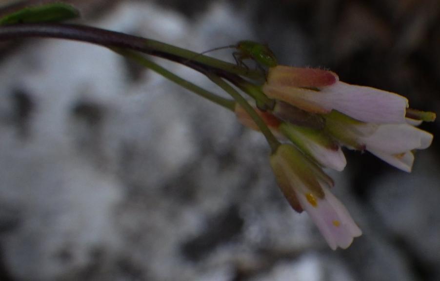 Arabidopsis thaliana (L.) Heynh.0.JPG