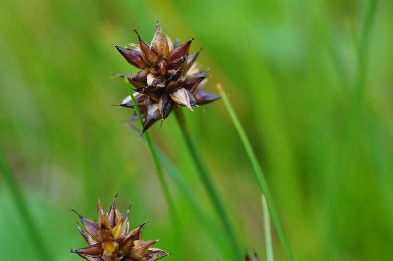 2-Carex maritima-Alessandro Federici.jpg