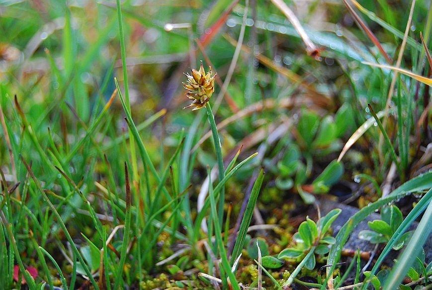 4-Carex maritima Fernando Possamai.1-jpg.jpg
