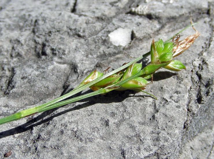 Carex liparocarpos (2).jpg