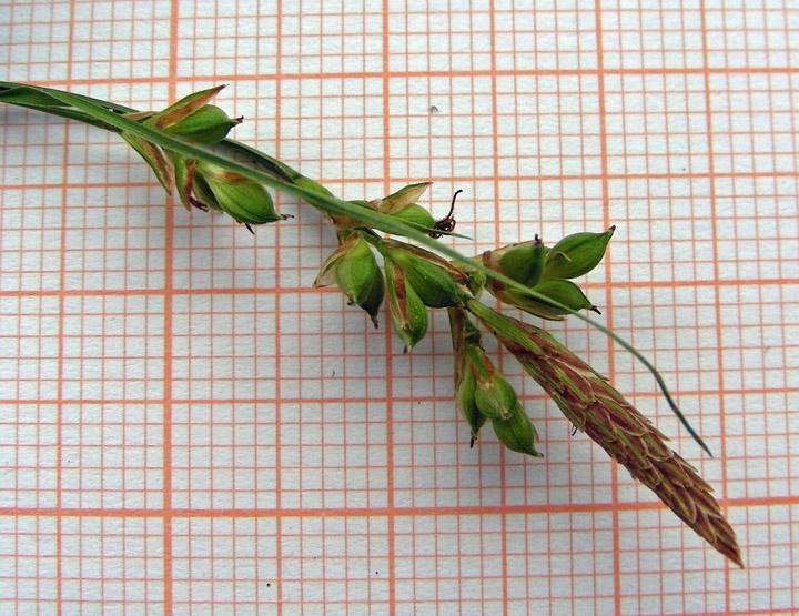 Carex liparocarpos (11).jpg
