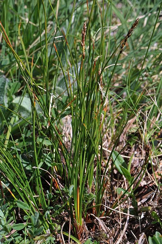 1-Carex myosuroides -Ennio Cassanego.jpg